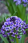 SCILLA PERUVIANA