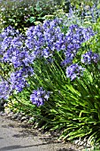 AGAPANTHUS DR BROUWER