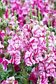 ANTIRRHINUM PURPLE TWIST