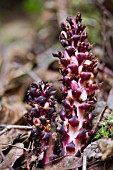 BOSCHNIAKIA HOOHERI, PARASITIC HERB, LIVING OFF GAULTHERIA SHALLON, JUNE