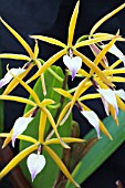 BRASSIA VERRUCOSA