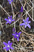 BRODIAEA CORONARIA