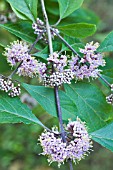 CALLICARPA BODINIERI PROFUSION