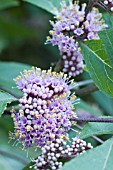 CALLICARPA BODINIERI PROFUSION