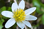 CALTHA BIFLORA