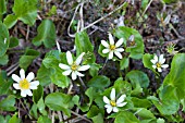 CALTHA BIFLORA