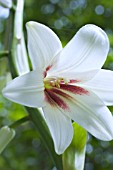 CARDIOCRINUM GIGANTEUM