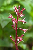 CORALLORHIZA MACULATA MERTENSIANA