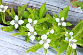 CORNUS CANADENSIS