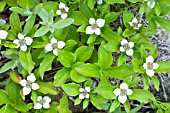 CORNUS CANADENSIS