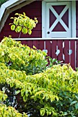 CORNUS FLORIDA HOHMANS GOLD