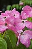 CORNUS FLORIDA RUBRA