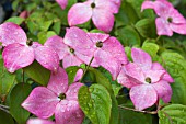 CORNUS FLORIDA RUBRA