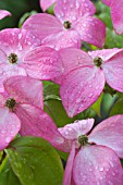 CORNUS FLORIDA RUBRA