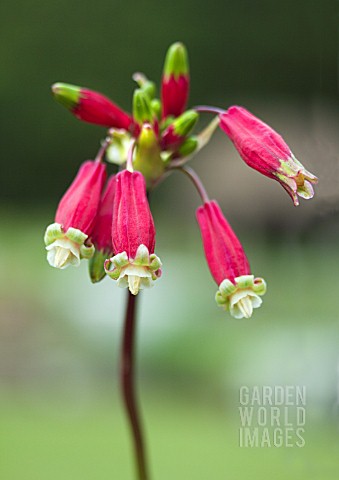 DICHELOSTEMMA_IDAMAIA