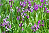 DODECATHEON JEFFREYI