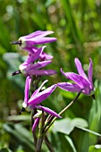 DODECATHEON JEFFREYI