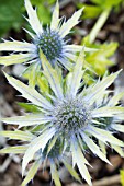 ERYNGIUM NEPTUNES GOLD