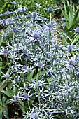 ERYNGIUM PICOS BLUE