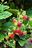 FRAGARIA VESCA SEMPERFLORENS VERBESSERTE RUGEN, ALPINE STRAWBERRY, SOFT FRUIT, JULY