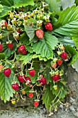 FRAGARIA VESCA SEMPERFLORENS VERBESSERTE RUGEN