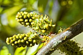 GLEDITSIA TRIACANTHOS SUNBURST