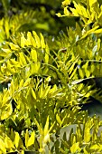 GLEDITSIA TRIACANTHOS SUNBURST