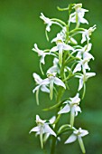 HABENARIA VIRESCENS