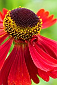 HELENIUM MOERHEIM BEAUTY