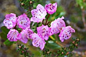 KALMIA PERFOLIATA