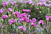 KALMIA PERFOLIATA