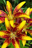 LILIUM CECIL