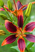 LILIUM FOREVER SUSAN