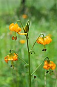 LILIUM COLUMBIANUM