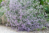 LIMONIUM PLATYPHYLLUM