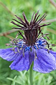 NIGELLA HISPANICA