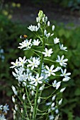 ORNITHOGALUM MAGNUM