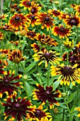 RUDBECKIA CHOCOLATE ORANGE