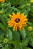 RUDBECKIA HIRTA GOLDILOCKS IMPROVED