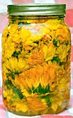 CALENDULA OFFICINALIS