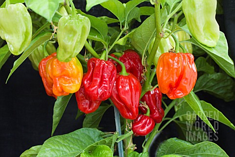 CAPSICUM_ANNUUM_HABANERO_TRINADAD