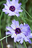 CATANANCHE CAERULEA