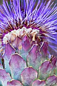 CYNARA CARDUNCULUS