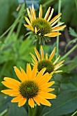 ECHINACEA SUNRISE