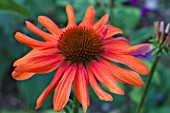 ECHINACEA SUNSET