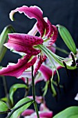 LILIUM BLACK BEAUTY