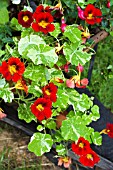 NASTURTIUM DEEP RED ALASKA