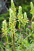 PEDICULARIS BRACTEOSA