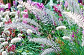 PENNISETUM VILLOSUM & LAGURUS OVATUS