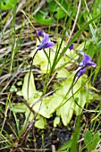 PINGUICULA VULGARIS